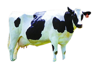 De vaca